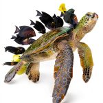 National Geographic Kids Reptile and Amphibian Book for Kids, Ages 4-8-0
