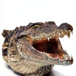 National Geographic Kids Reptiles and Amphibians Book for Kids-0