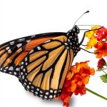 National Geographic Kids Illustrated E-Book for Kids, Ages 2-4-0